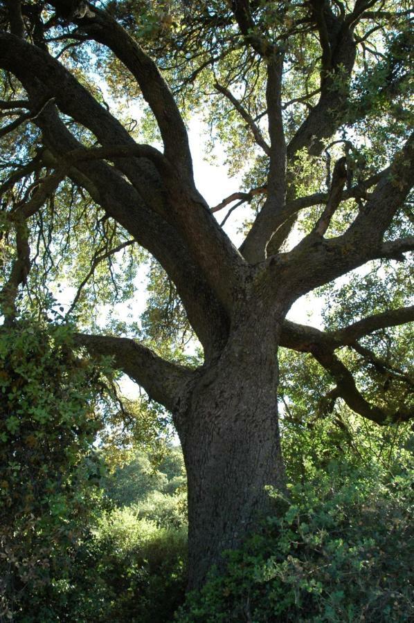 La Sargantana Turismo Rural Santa Cruz de Nogueras Dış mekan fotoğraf